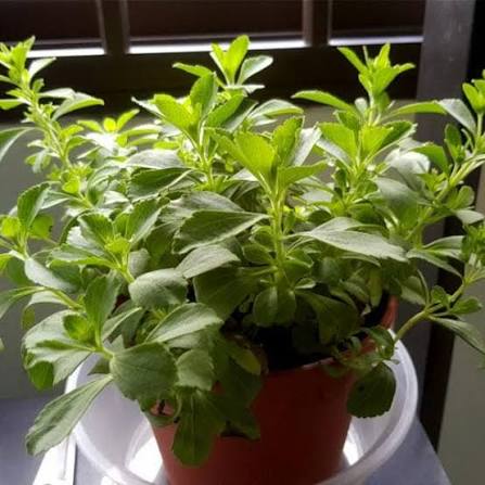 Stevia Plant (Stevia rebaudiana) – Natural Sweetener Plant