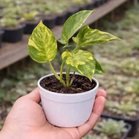Money Plant (Live Indoor Plant)
