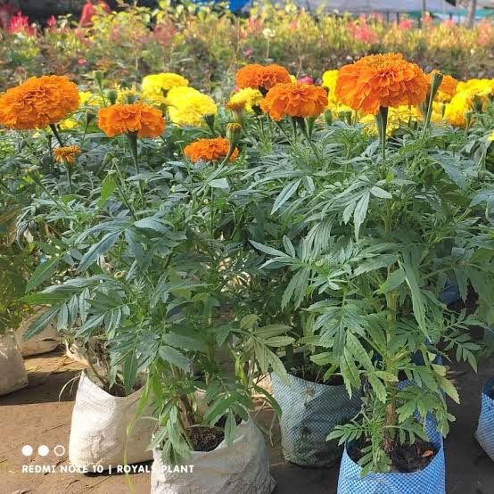 Genda (Marigold) Plant