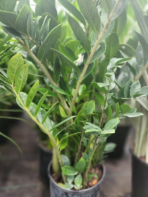 ZZ Plant (Zamioculcas Zamiifolia) Live Indoor Plant