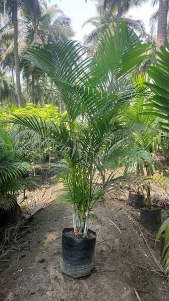 Areca Palm