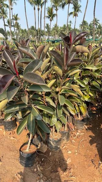 Black Rubber Plant Live Indoor Plant
