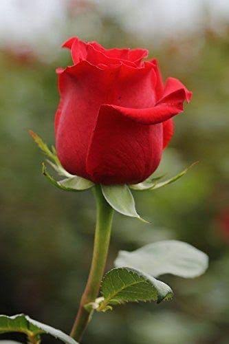 Hybrid Red Rose Live Plant