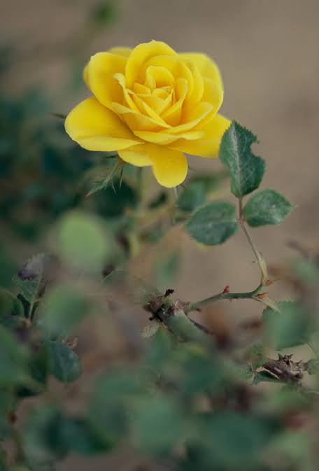 Hybrid Yellow Rose Live Plant