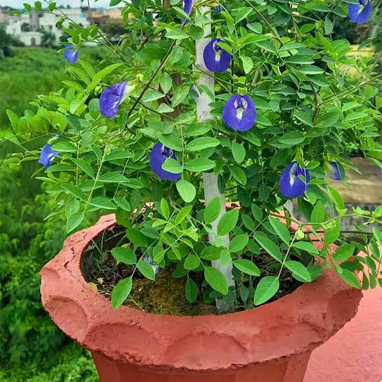 Blue Aparajita Plant
