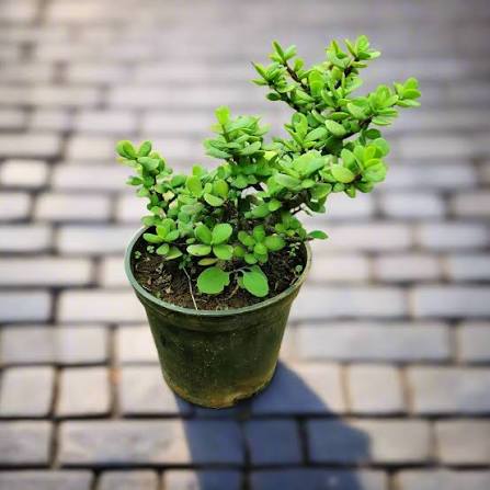 Jade Plant Live Indoor Plant