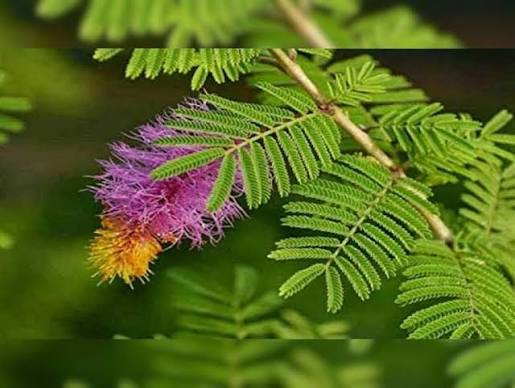 Shami Plant Live Indoor/Outdoor Plant