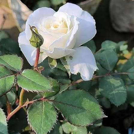 White Rose Plant – Beautiful White Flowering Rose Plant for Home & Garden