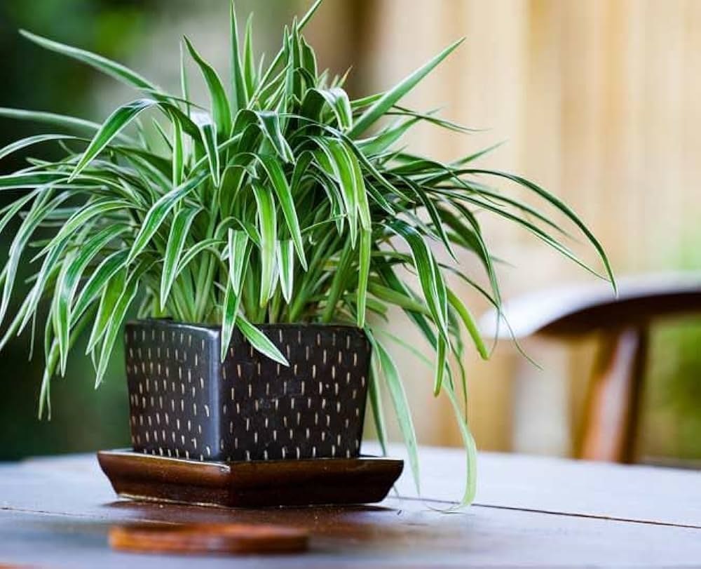 Spider Plant Live Plant (Chlorophytum)
